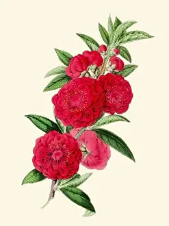 Camellia Prints: Colorful Camellia Flower Illustration: A digital vintage-style flower on a plain beige background