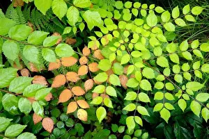 Pisgah Prints: Colorful compound leaf patterns of Devil's Walking Stick or Hercules Club (Aralia spinosa) - Pisgah National Forest