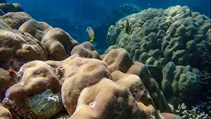 Marine Habitat Prints: Colorful coral reef ecosystem with Oval butterflyfish