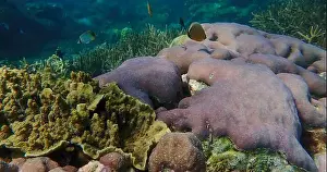 Marine Habitat Prints: Colorful coral reef ecosystem with Oval butterflyfish