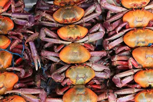 Ecuador Prints: Colorful crabs for sale at the outdoor food market in Ibarra, Ecuador