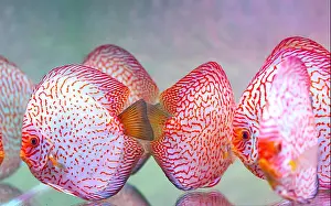 Domestic Animals Prints: Colorful discus fish in the aquarium