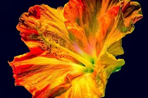 Hibiscus Prints: Colorful fine art fantasy macro portrait of a single isolated hibiscus blossom on black background in pop-art painting