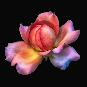 Isolated On Black Prints: Colorful fine art still life bright floral macro flower image of a single isolated orange pink wide open rose blossom