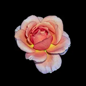 Colorful fine art still life bright floral macro flower image of a single isolated orange pink wide open rose blossom