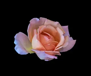 Isolated On Black Prints: Colorful fine art still life bright floral macro flower image of a single isolated orange pink yellow rose blossom