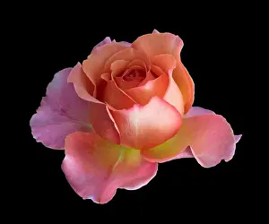 Colorful fine art still life bright floral macro flower image of a single isolated orange pink yellow wide open rose
