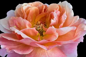 Isolated On Black Prints: Colorful fine art still life bright floral macro flower image of a single isolated orange wide open rose blossom