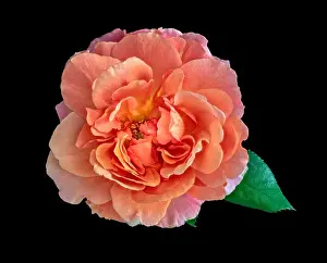 Colorful fine art still life bright floral macro flower image of a single isolated orange wide open rose blossom