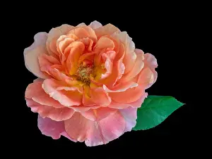 Colorful fine art still life bright floral macro flower image of a single isolated orange wide open rose blossoms