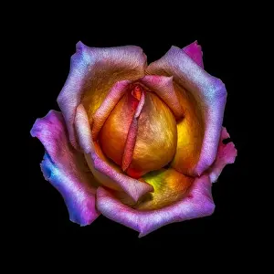 Rainbow Colors Prints: Colorful fine art still life bright floral macro flower image of a single isolated rainbow colored rose blossom
