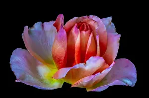 Isolated On Black Prints: Colorful fine art still life bright floral macro flower image of a single isolated red pink yellow orange rose blossom