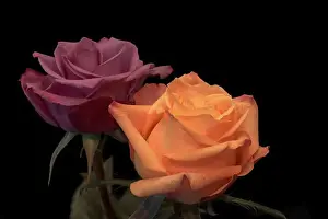 Familiar Prints: Colorful fine art still life bright floral macro of a pair of isolated orange purple rose blossoms