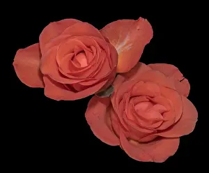Colorful fine art still life bright floral macro of a pair of isolated orange rose blossoms
