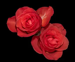 Familiar Prints: Colorful fine art still life bright floral macro of a pair of isolated red rose blossoms on black background