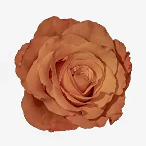 Colorful fine art still life bright macro of a single isolated orange rose blossom with detailed texture on white