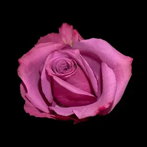 Colorful fine art still life bright macro of a single isolated pink red rose blossom with green leaves on black