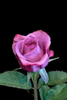 Artful Prints: Colorful fine art still life bright macro of a single isolated red pink rose blossom with green leaves in vintage