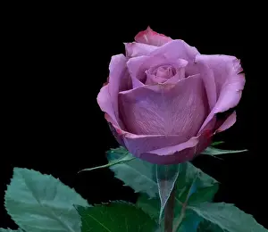 Colorful fine art still life bright macro of a single isolated violet rose blossom with leaves in vintage painting