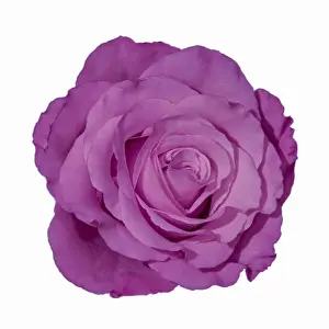 Colorful fine art still life bright macro of a single isolated violet rose blossom on white background seen from the top