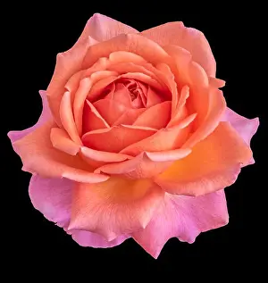 Colorful fine art still life floral macro flower image of a single isolated flowering orange pink blooming rose blossom