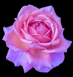 Colorful fine art still life floral macro flower image of a single isolated flowering violet pink blooming rose blossom