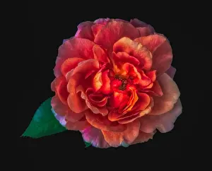 Fantastic Realism Prints: Colorful fine art still life floral macro flower image of a single isolated glowing wide open rose blossom