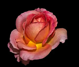 Fantastic Realism Prints: Colorful fine art still life floral macro flower image of a single isolated orange yellow red rose blossom