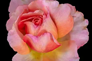 Colorful fine art still life floral macro flower image of a single isolated red pink yellow rose blossom on black