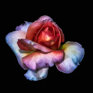 Isolated On Black Prints: Colorful fine art still life floral macro flower image of a single isolated red violet white rose blossom