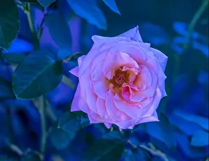 Colorful fine art still life floral outdoor macro of single isolated pink white rose blossom