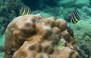 Fish Reef Prints: Colorful fish living in coral reefs, underwater landscape