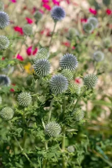 Thistle Prints: Colorful floral natural outdoor close up of globe thistles with a field / meadow as natural blurred background on a