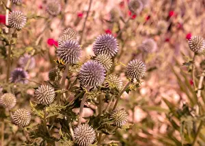 Thistle Prints: Colorful floral outdoor close up of globe thistles with a field / meadow as natural blurred background on a bright hot