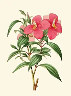 Botanicals Prints: Colorful Flower Illustration: A digital vintage-style flower on a plain beige background