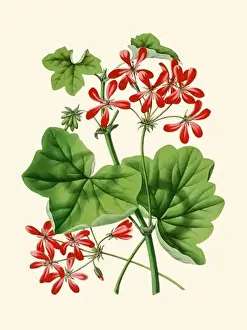 Geranium Prints: Colorful Flower Illustration: A digital vintage-style flower on a plain beige background