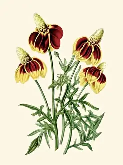 Botanicals Prints: Colorful Flower Illustration: A digital vintage-style flower on a plain beige background