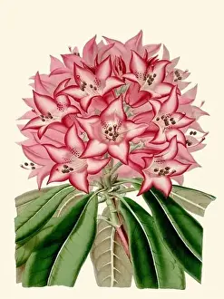 Rhododendron Prints: Colorful Flower Illustration: A digital vintage-style flower on a plain beige background