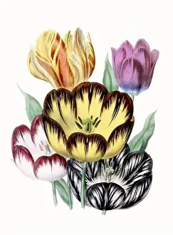 Vintage Flowers Prints: Colorful Flower Illustration: A digital vintage-style flower on a textured white background
