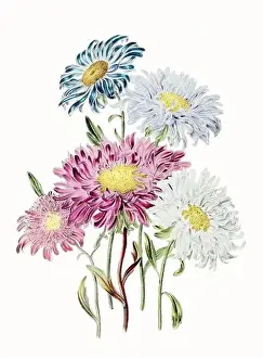Vintage Flowers Prints: Colorful Flower Illustration: A digital vintage-style flower on a textured white background
