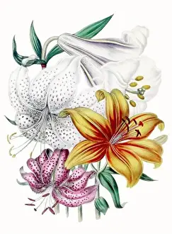 Vintage Flowers Prints: Colorful Flower Illustration: A digital vintage-style flower on a textured white background
