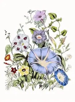 Vintage Flowers Prints: Colorful Flower Illustration: A digital vintage-style flower on a textured white background