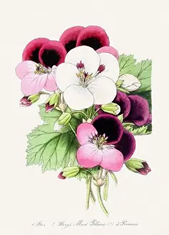 Romantic Activity Prints: Colorful Flower Illustration. Vintage Botanical Art. Circa 1848