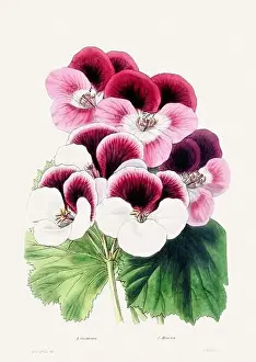 Romantic Activity Prints: Colorful Flower Illustration. Vintage Botanical Art. Circa 1848