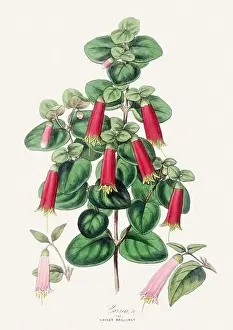Romantic Activity Prints: Colorful Flower Illustration. Vintage Botanical Art. Circa 1848