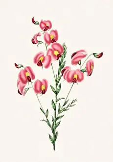 Floral Theme Prints: Colorful Flowers: vintage-style flower illustration on a light beige background