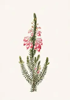Floral Theme Prints: Colorful Flowers: vintage-style flower illustration on a light beige background