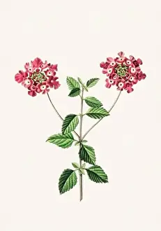Floral Theme Prints: Colorful Flowers: vintage-style flower illustration on a light beige background