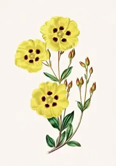 Floral Theme Prints: Colorful Flowers: vintage-style flower illustration on a light beige background