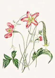 Floral Theme Prints: Colorful Flowers: vintage-style flower illustration on a light beige background